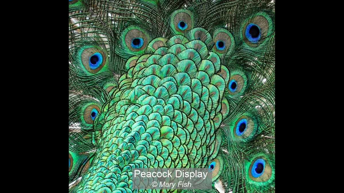 Peacock Display
